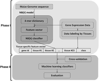 Predicting Tissue-Specific mRNA and Protein Abundance in Maize: A Machine Learning Approach